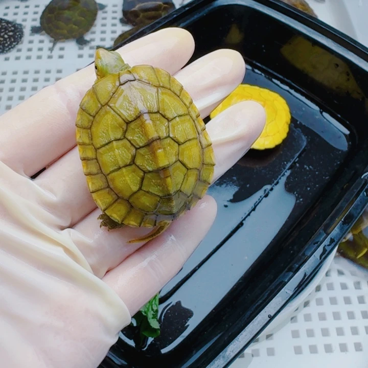 卖***梁母宠物龟2222222222