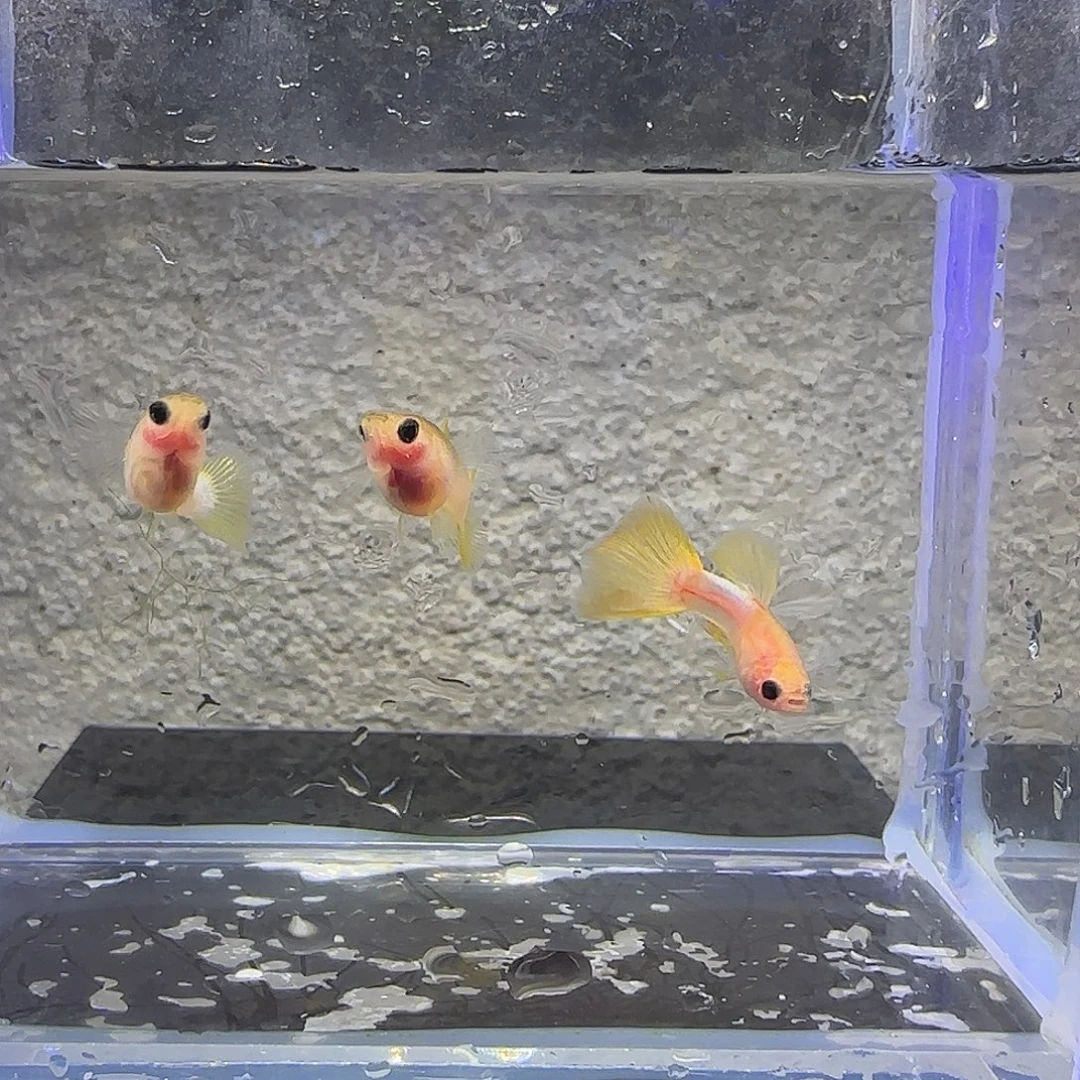 孔雀鱼幻彩粉猫1公2母，20