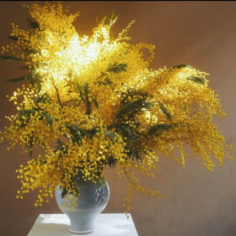 【藩篱匠人/羽叶金合欢】寓意“稍纵即逝的快乐”居家办公装饰鲜切花