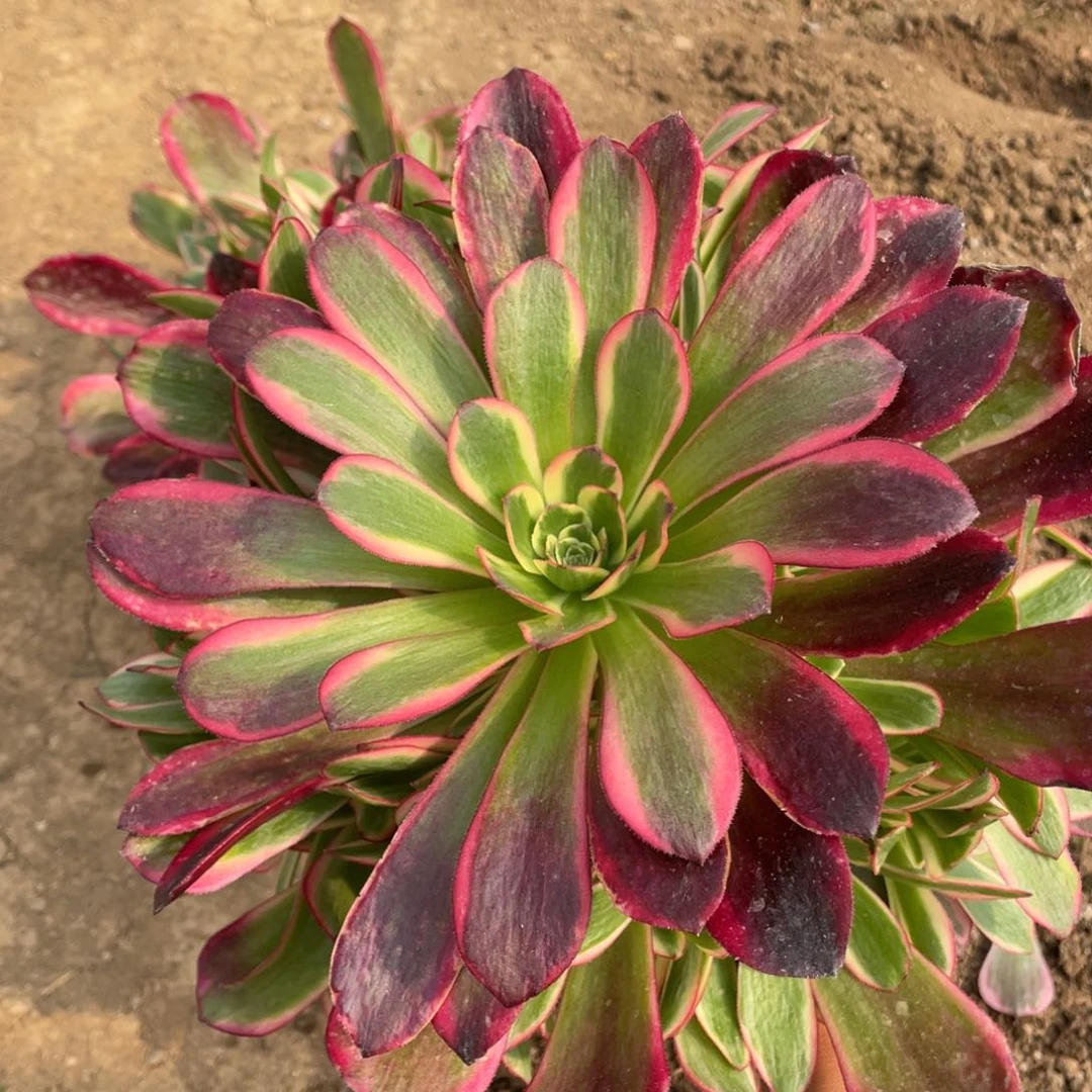 凤冠多肉法师断枝不包