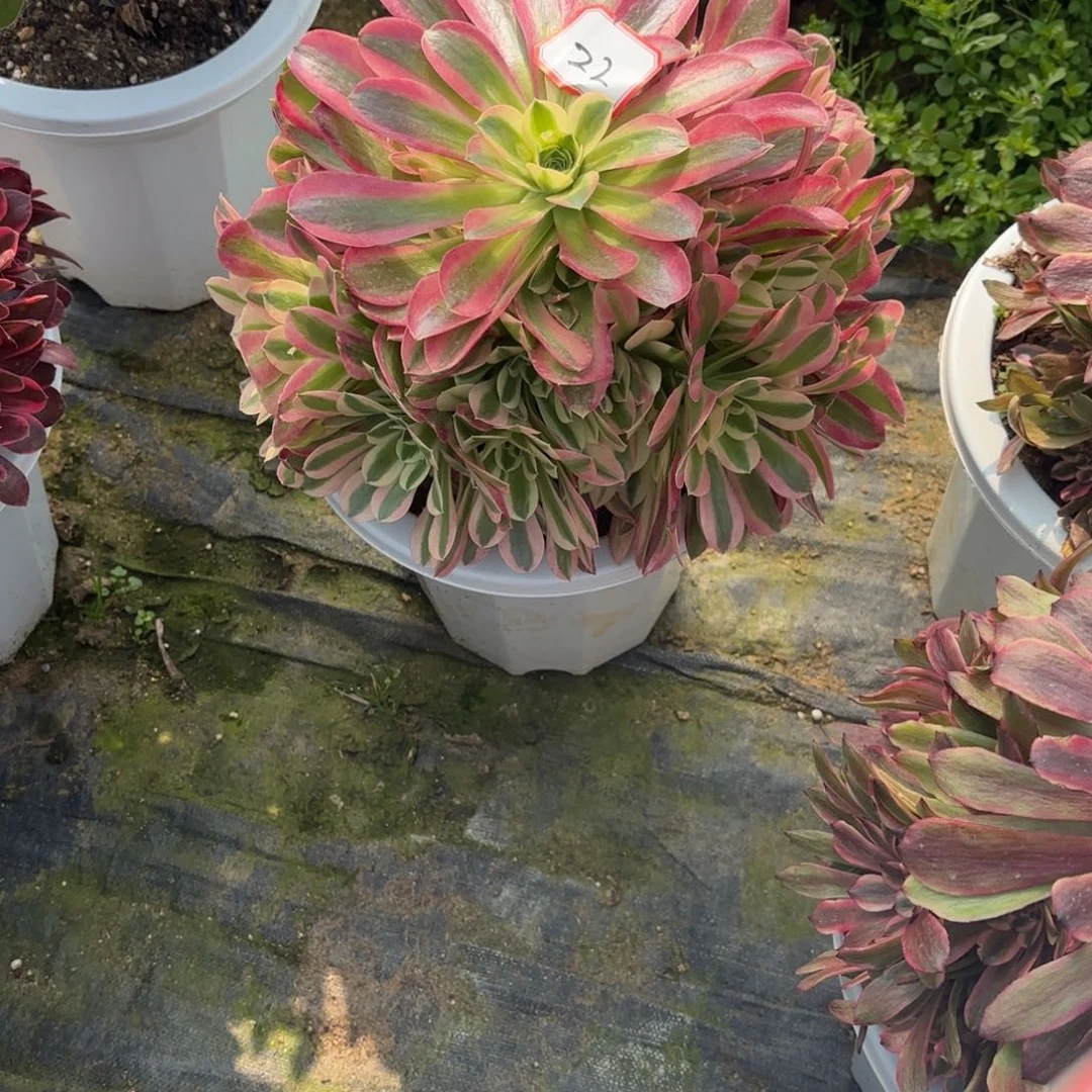 花好月又圆1234662622粉水晶