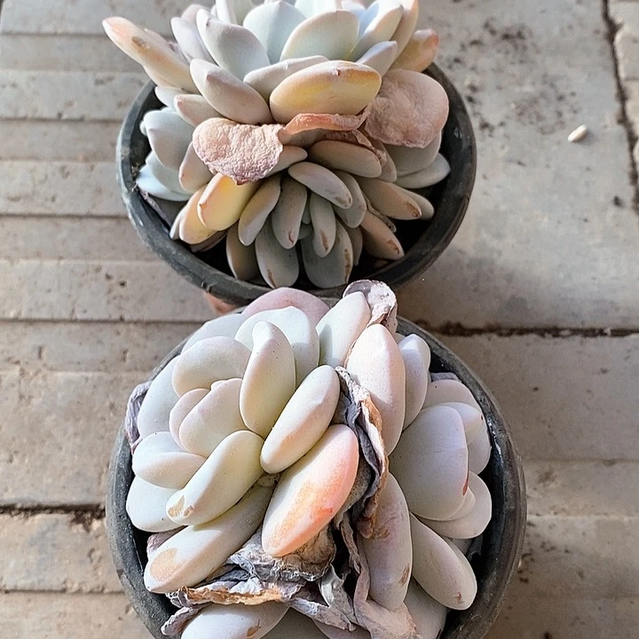 七*?7-48号一物一拍雪莲