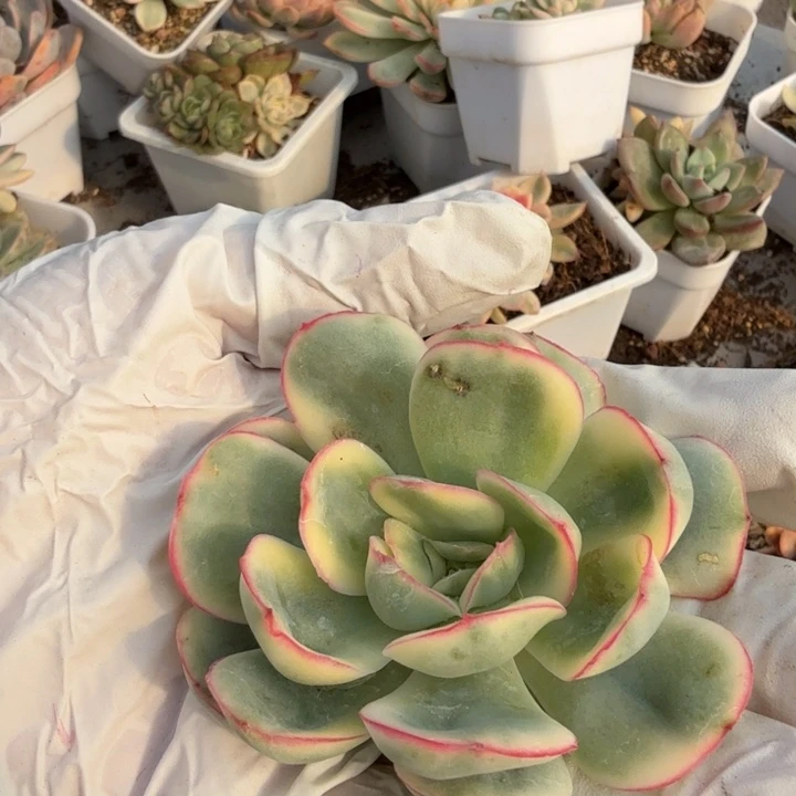 晨露锦多肉植物一物一拍