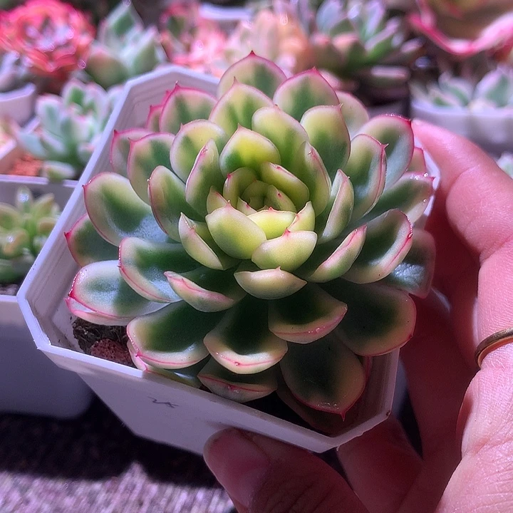 草莓冰覆轮锦有根