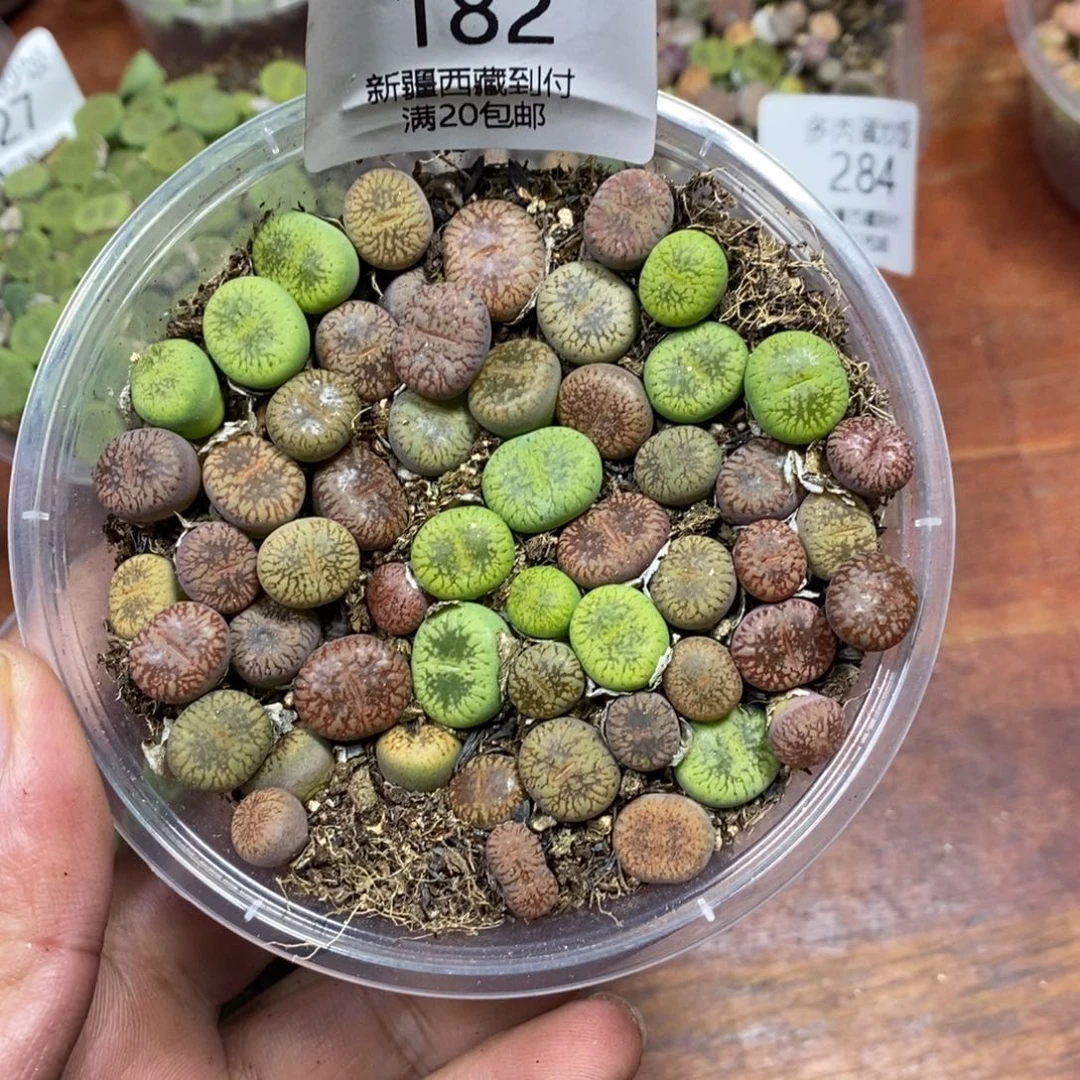 多肉蛋炒饭，感谢您相伴182