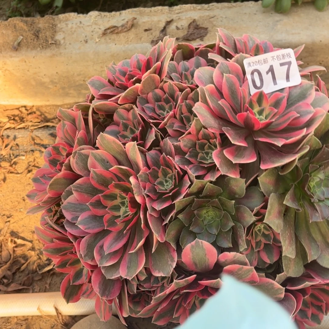 粉女妖017不包断枝