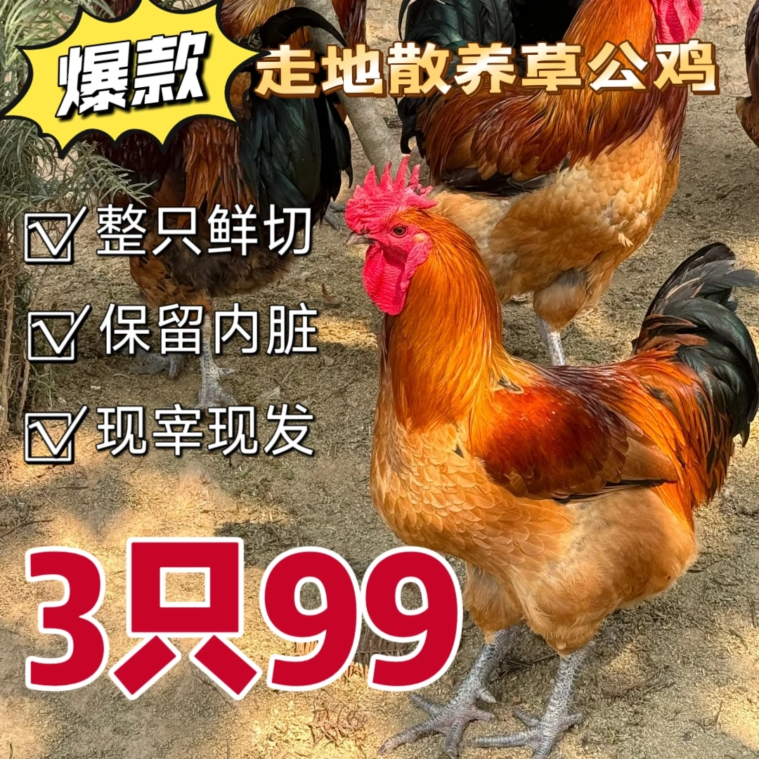 小鸽俩高品质生态散养土鸡雪山草鸡走地鸡整鸡鲜切 包冰率不含冰