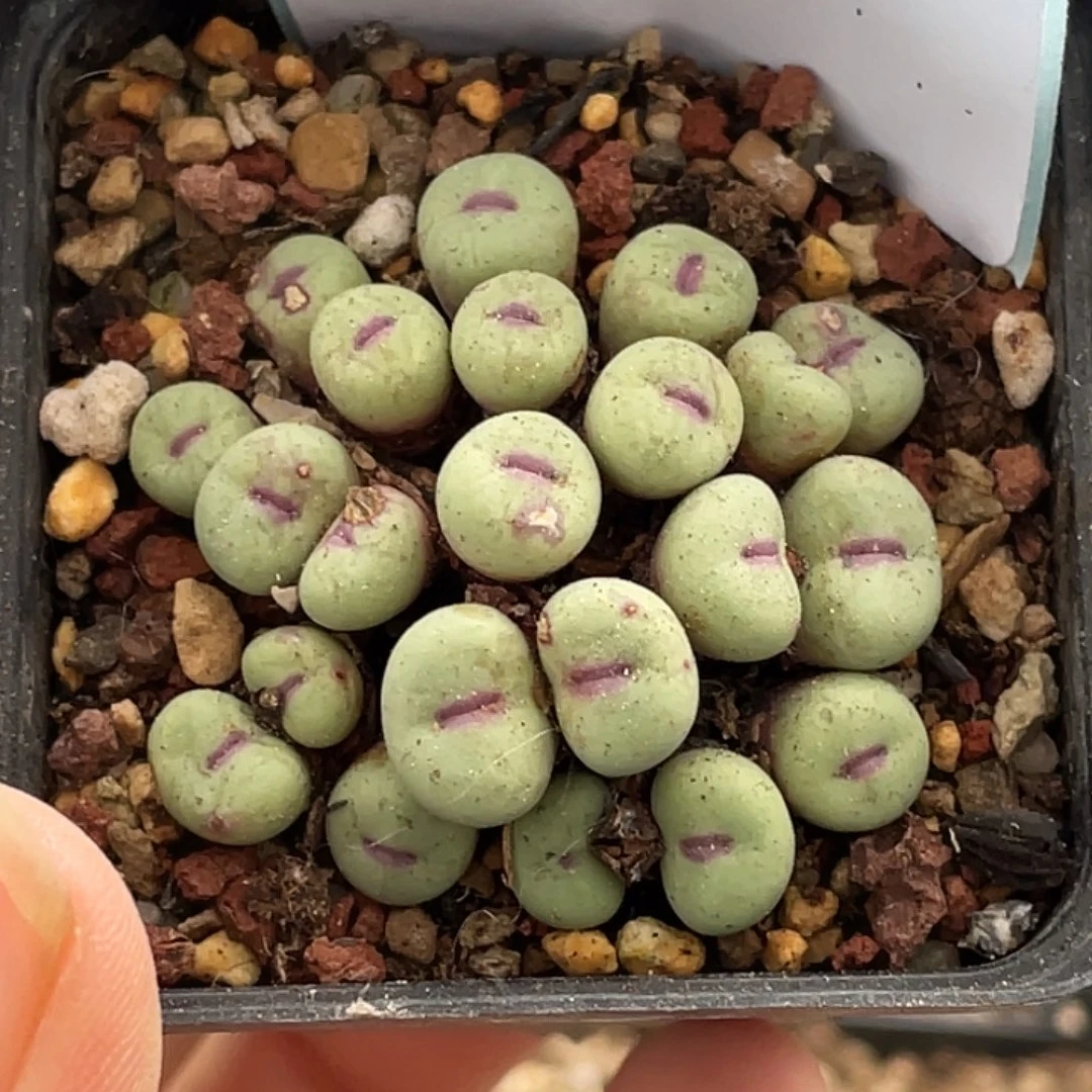 23-67嘴多肉植物肉锥