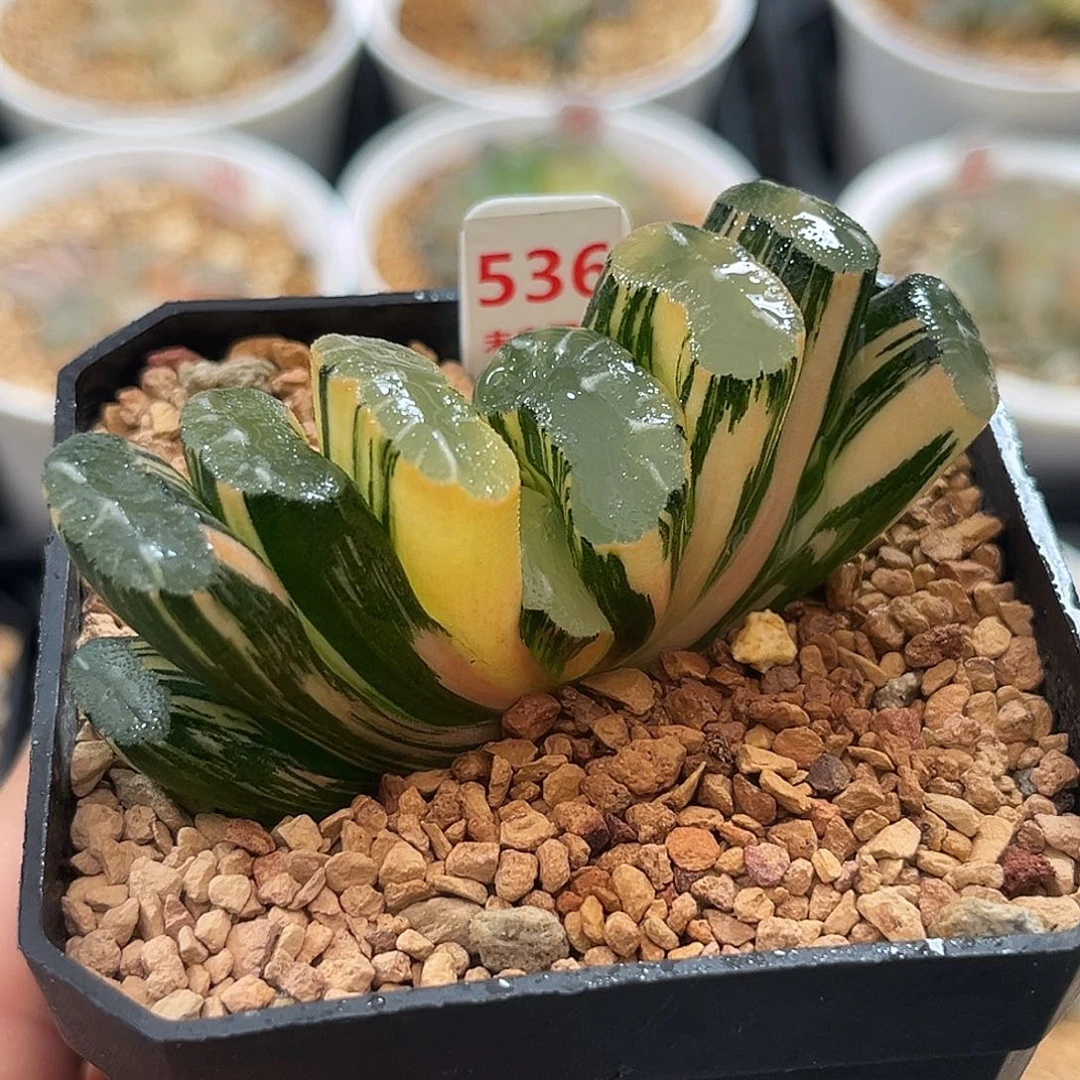 536隼杂玄武玉扇锦