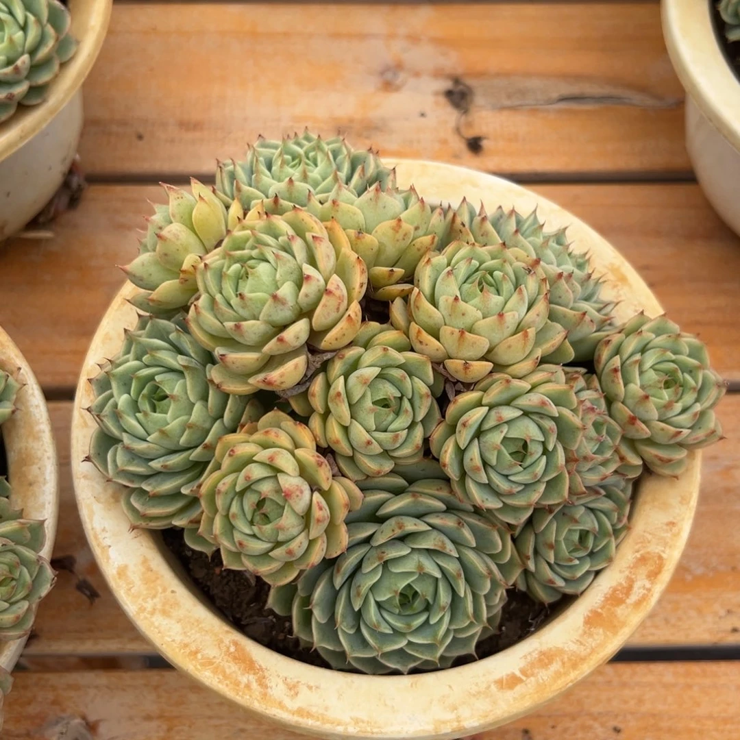 多肉植物多头笨吧蒂斯