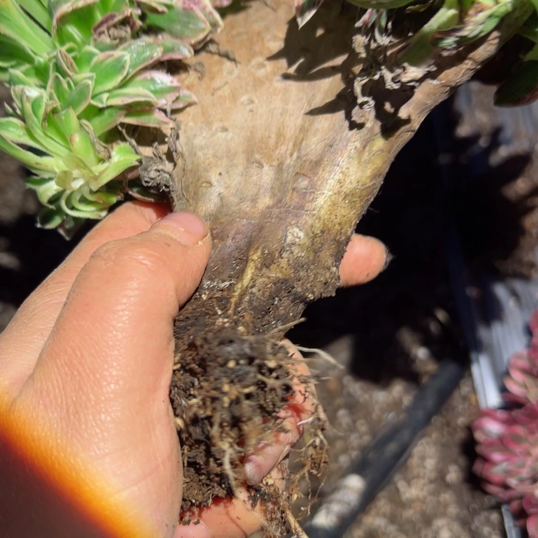 554 号多肉植物法师新年福利