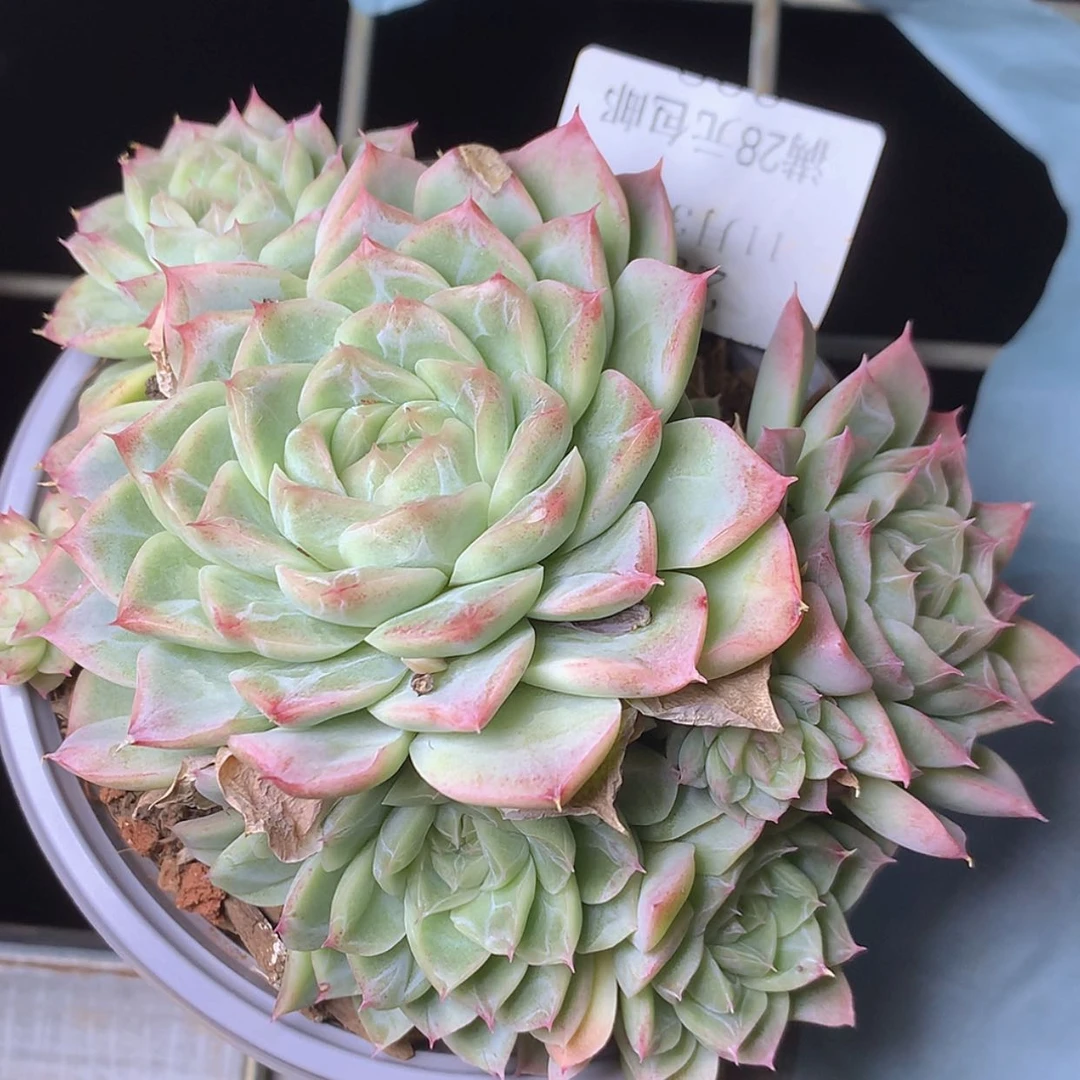 【闪购商品】云297号