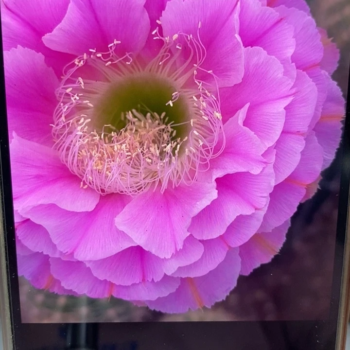 彩草2482侧芽3公分左右