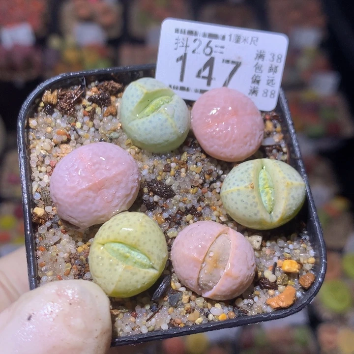 精品生石花26.147