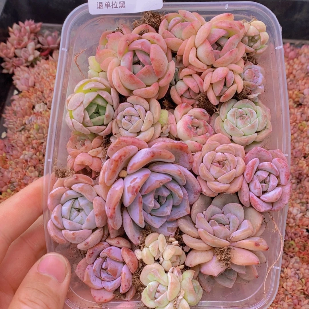 42多肉一物一拍链接
