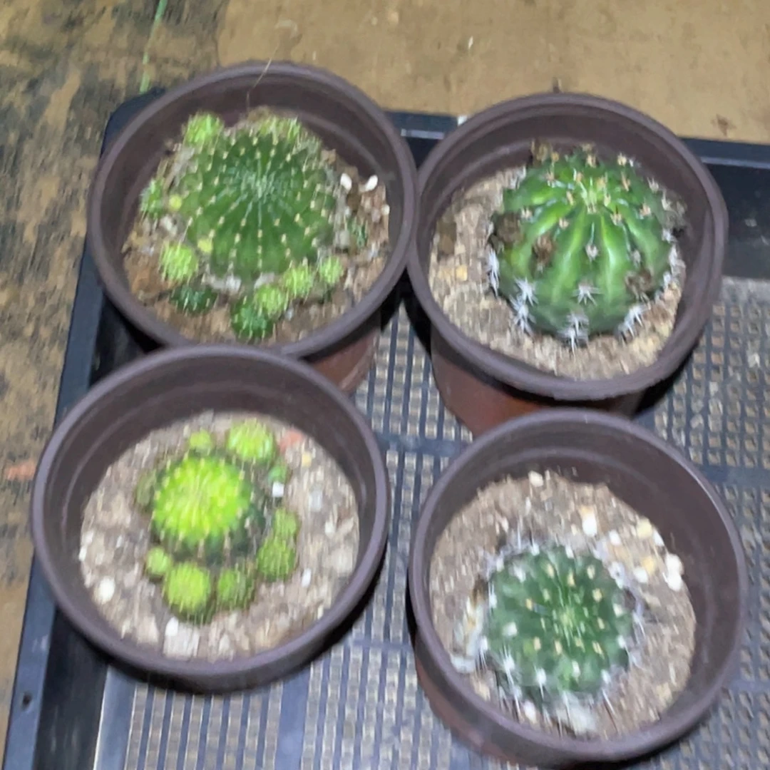 秋***舞丽花 4颗 脱土脱盆摘花满20包邮