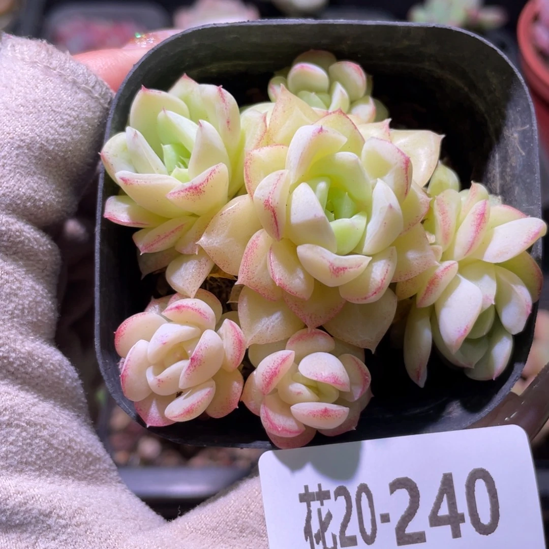 花利美20-240白天鹅