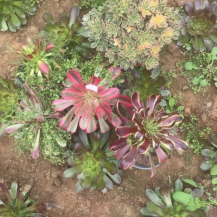 多肉植物小苗4个甜茶一个68号无售后