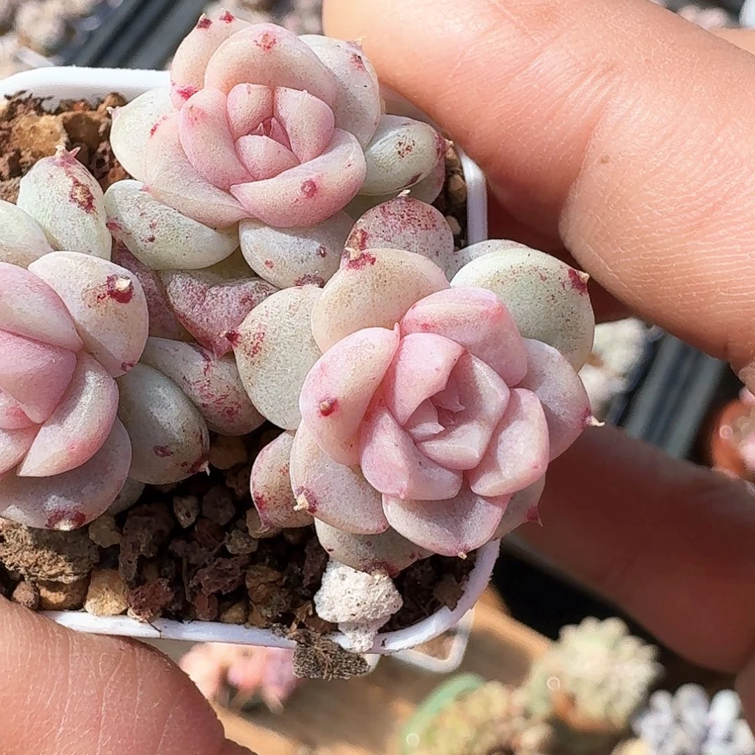 佳人石化群生3头超粉