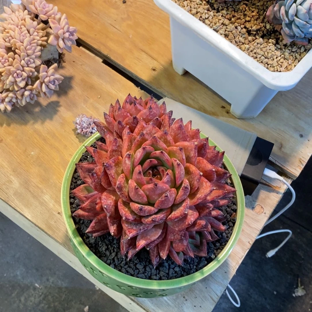 恭喜发财 恭喜发财