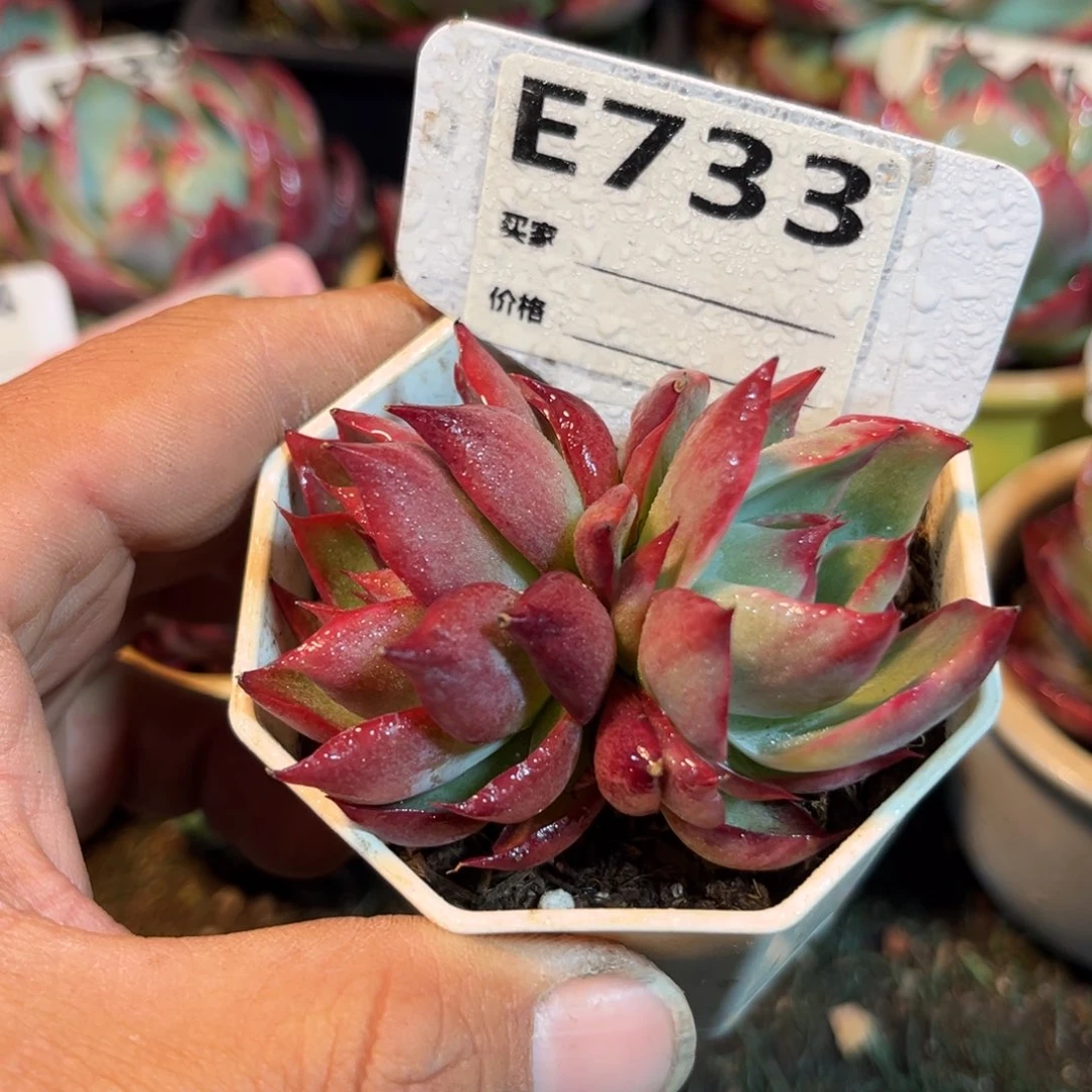 惊鸿一瞥733号多肉