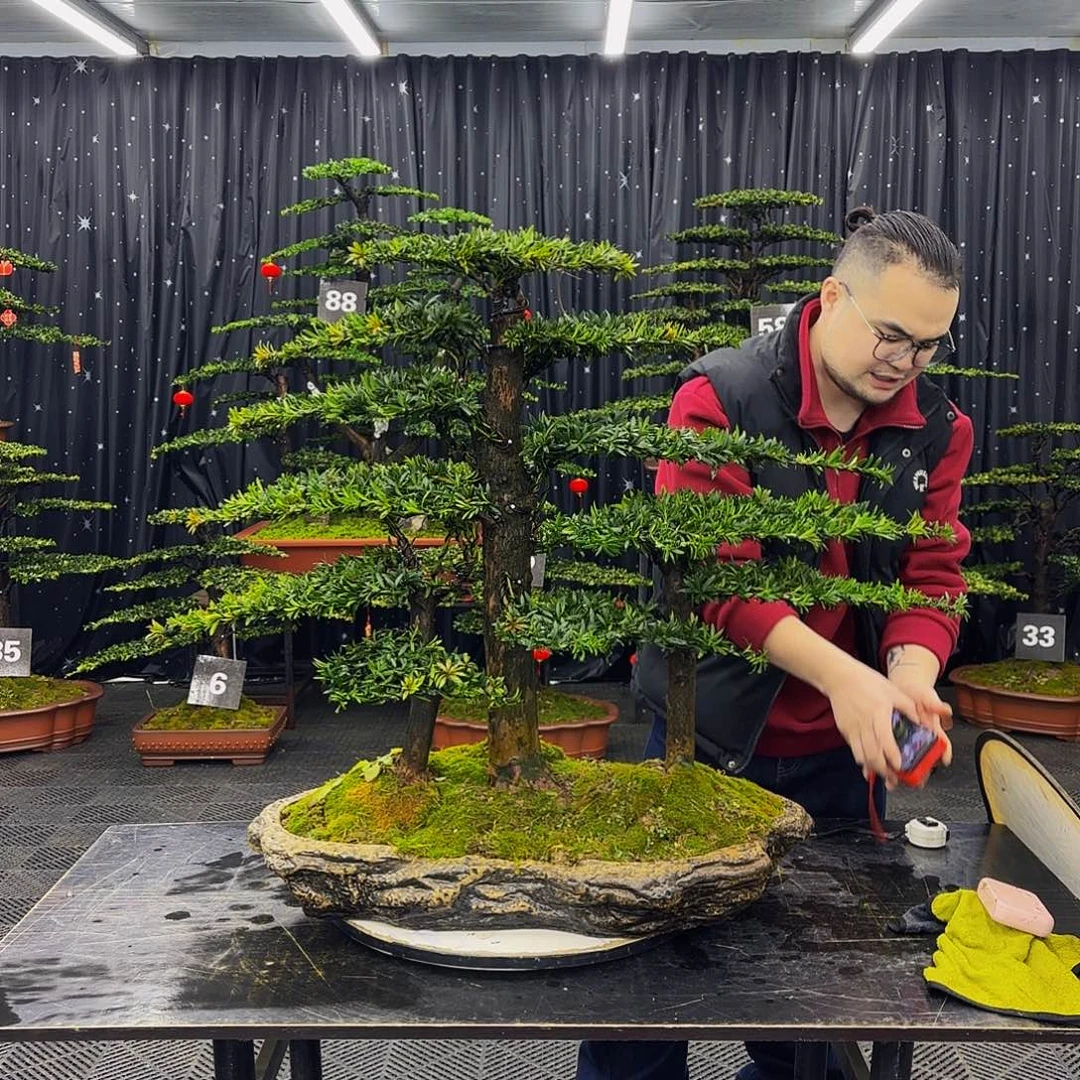 罗汉松高端造型盆景
