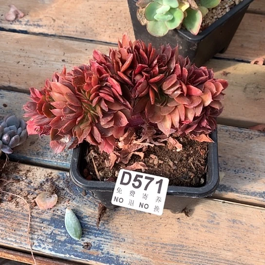 落***叶蒙娜丽莎缀化571 亏本处理退款拉黑7–8天发货