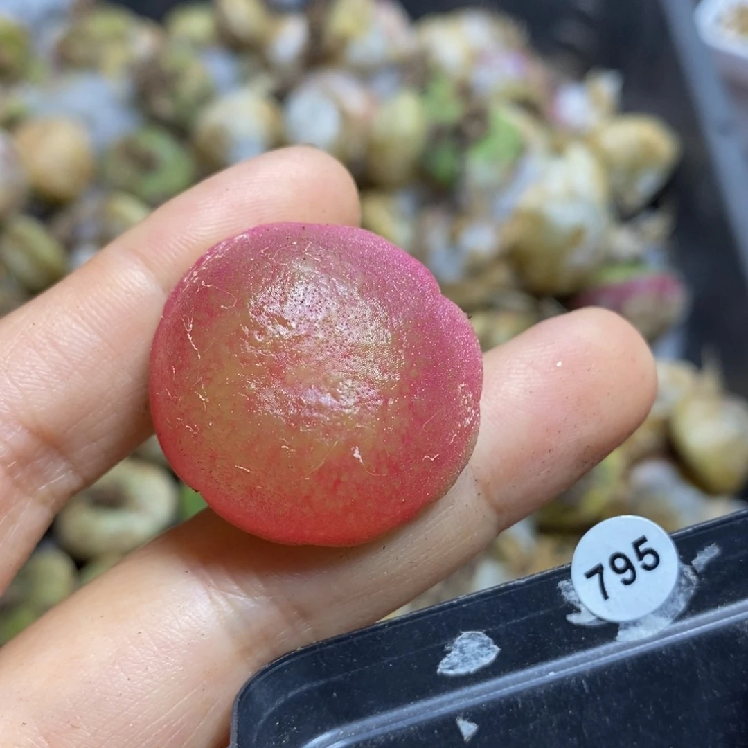 （底部疤）灯泡2.9（最大直径3.1）多肉795