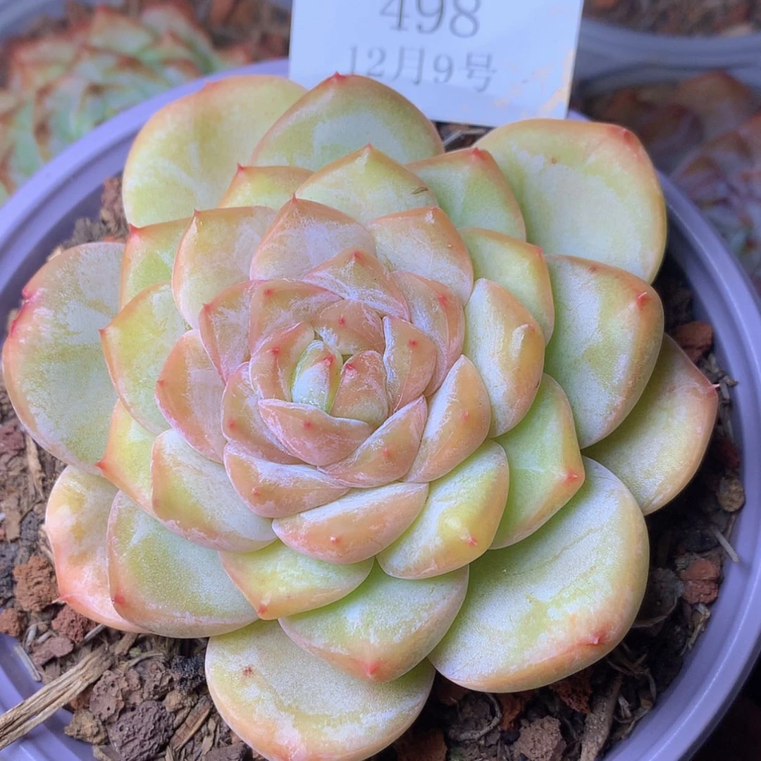 【闪购商品】云498号