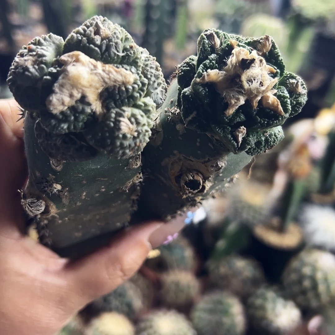 牡丹仙人球11111111