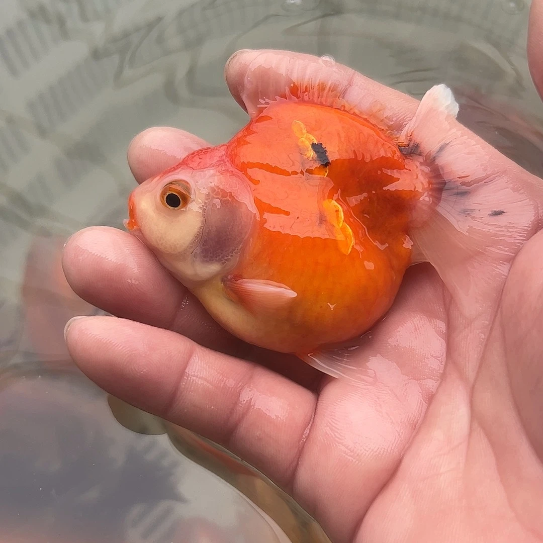 海水鱼短袖子的，现在已经