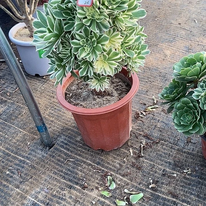 26，燕林多肉法师多肉法师