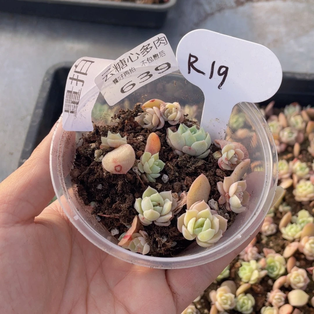 云糖心多肉植物639