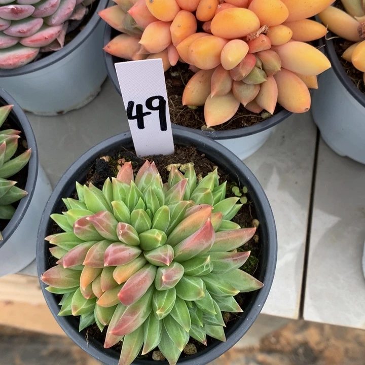 多替坠物27272773727