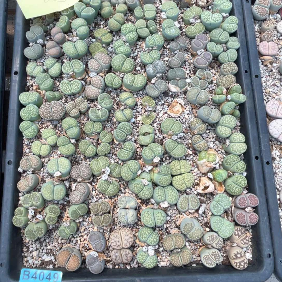 悟***问4049筐福利不退不换不售后