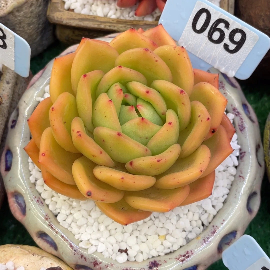 多肉植物盆栽多肉植物