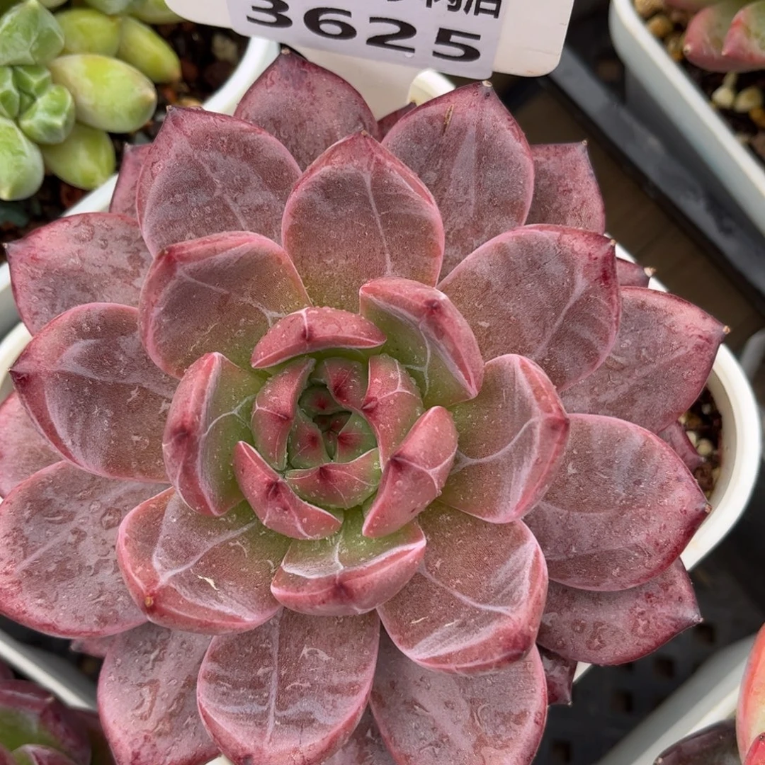 多肉植物3625 一定要拍个冷链哦