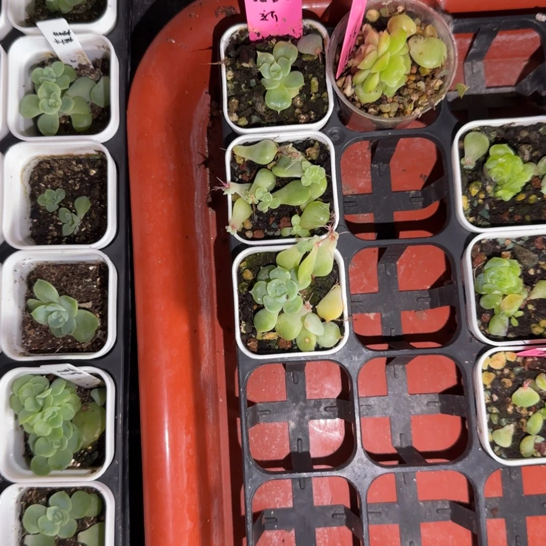 .***e霜雪笺芝麻一个满25包邮