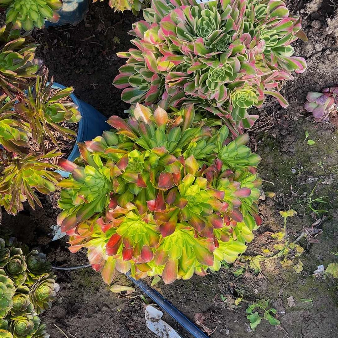 法师两盆13-32包邮法师