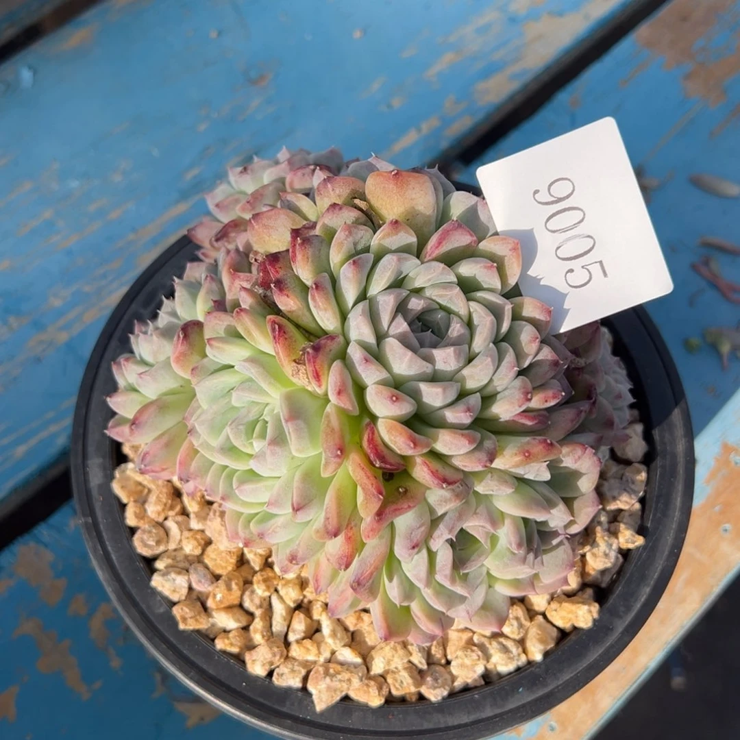 可***头9005多肉多多地方