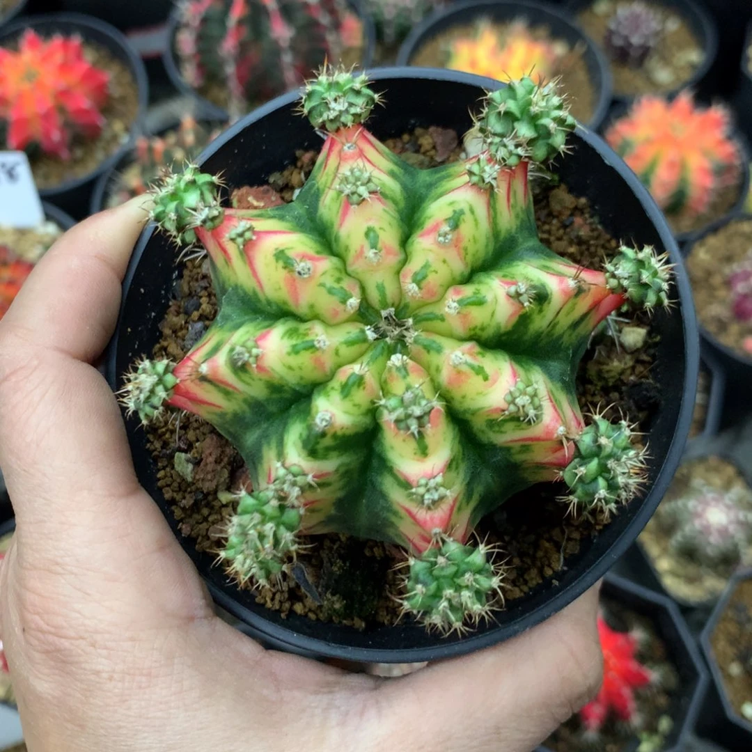 仙人球米哈好彩侧牙