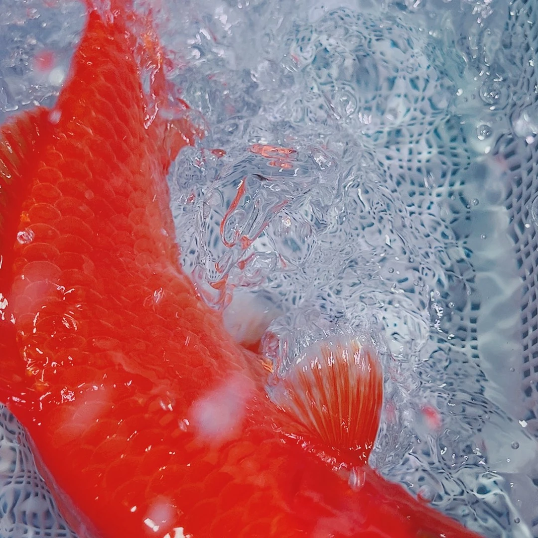 锦鲤锦鲤冷水鱼观赏