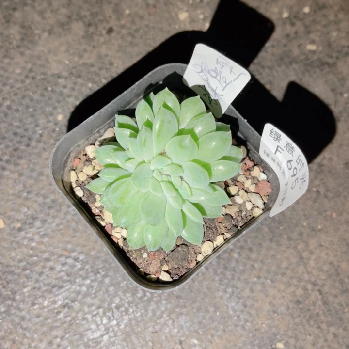 尚***睫695 糖心珍妮缀 带陶瓷盆发货 满28包邮