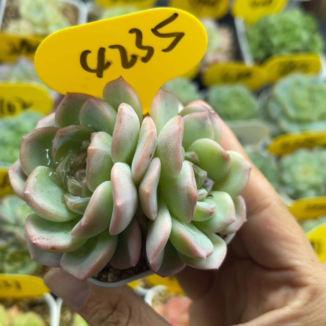 X6白粉透珍妮双头4235