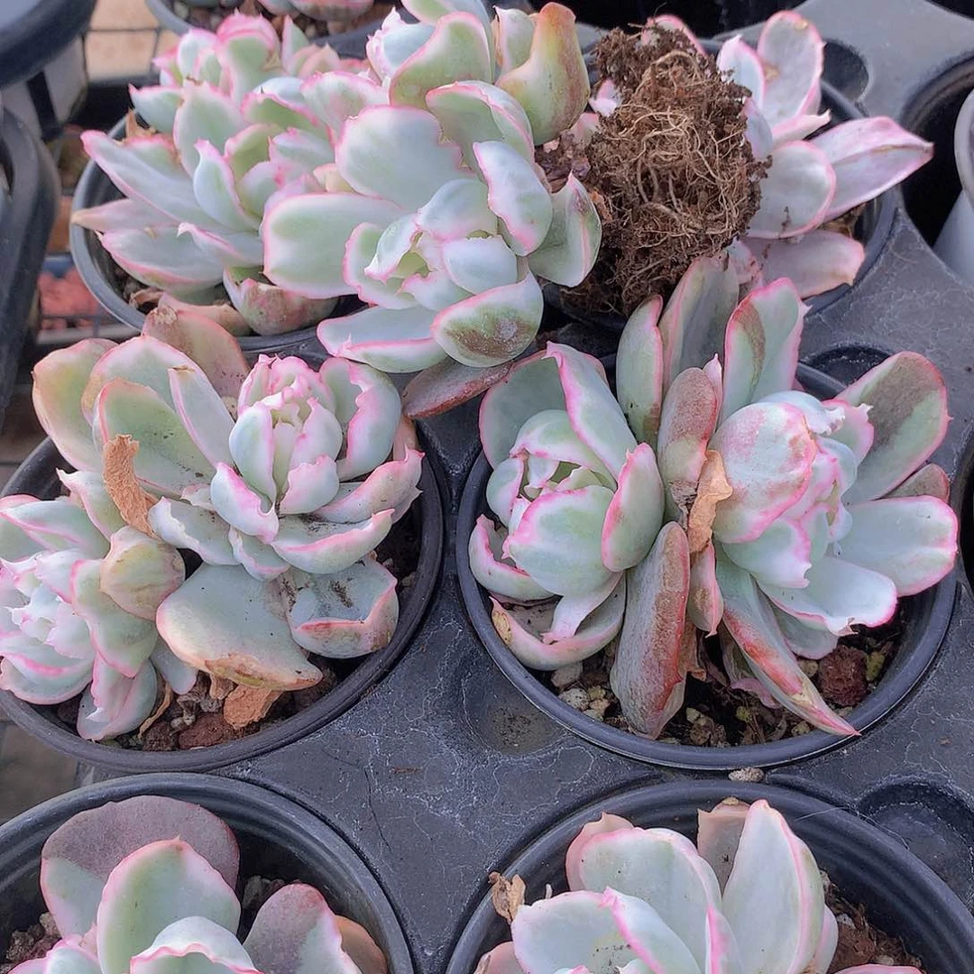 双头伯克利锦24567889990