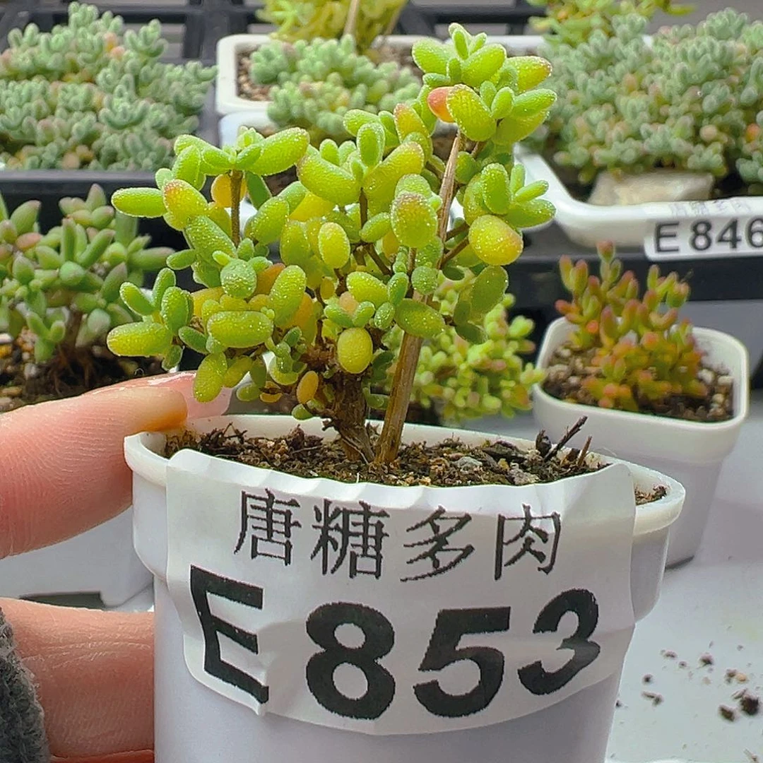 蜜橘853。