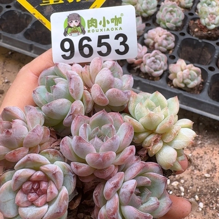 当前无花朵，栽培后可花朵多肉植物多肉植物