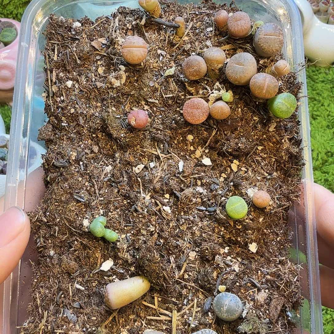 多肉植物和植物等1568