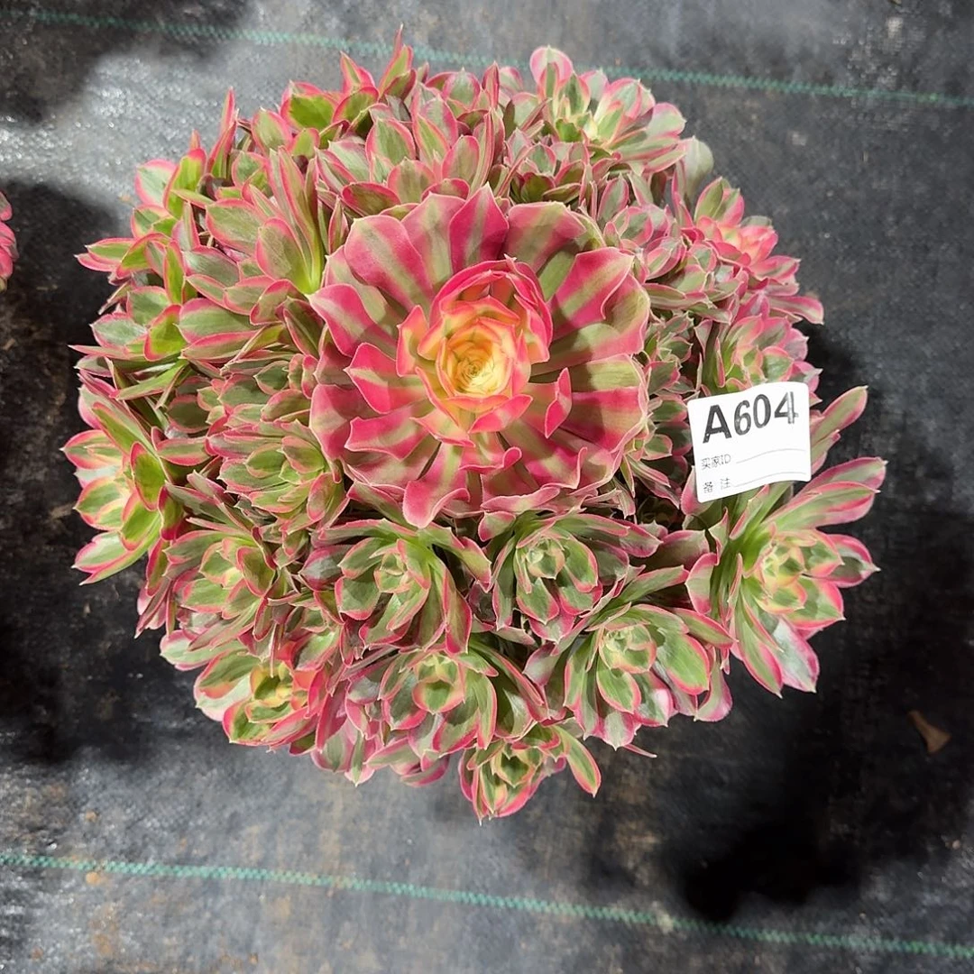 妖月多肉法师a604