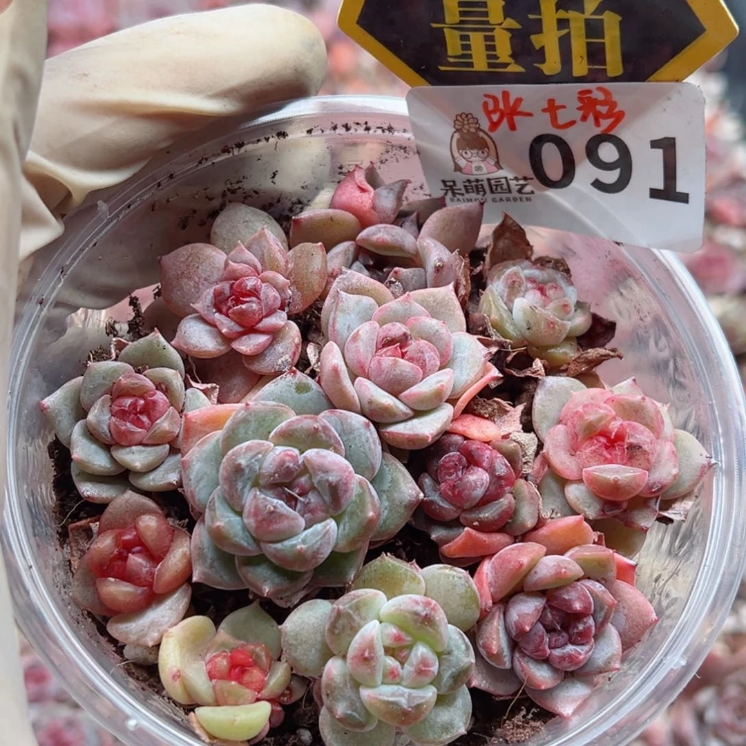 多肉植物多肉植物